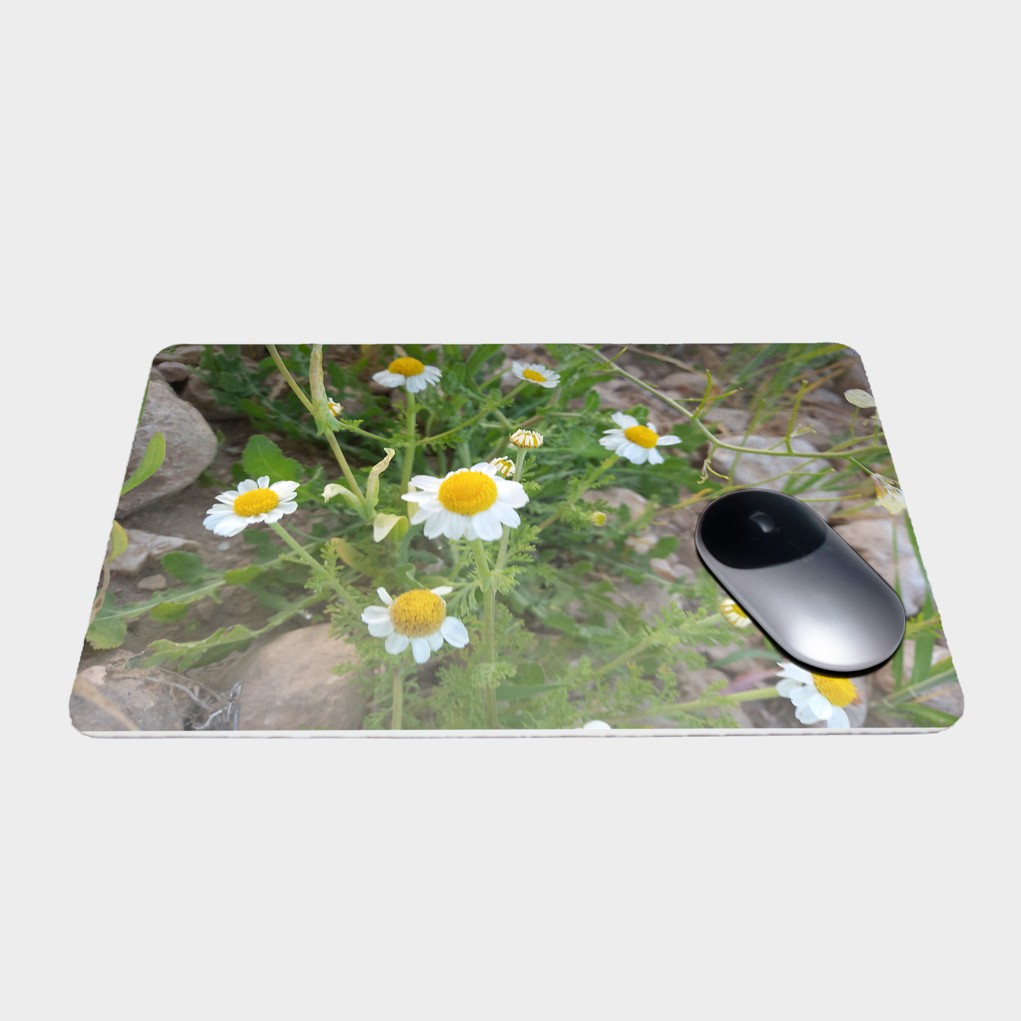موس پدنمای ۳1