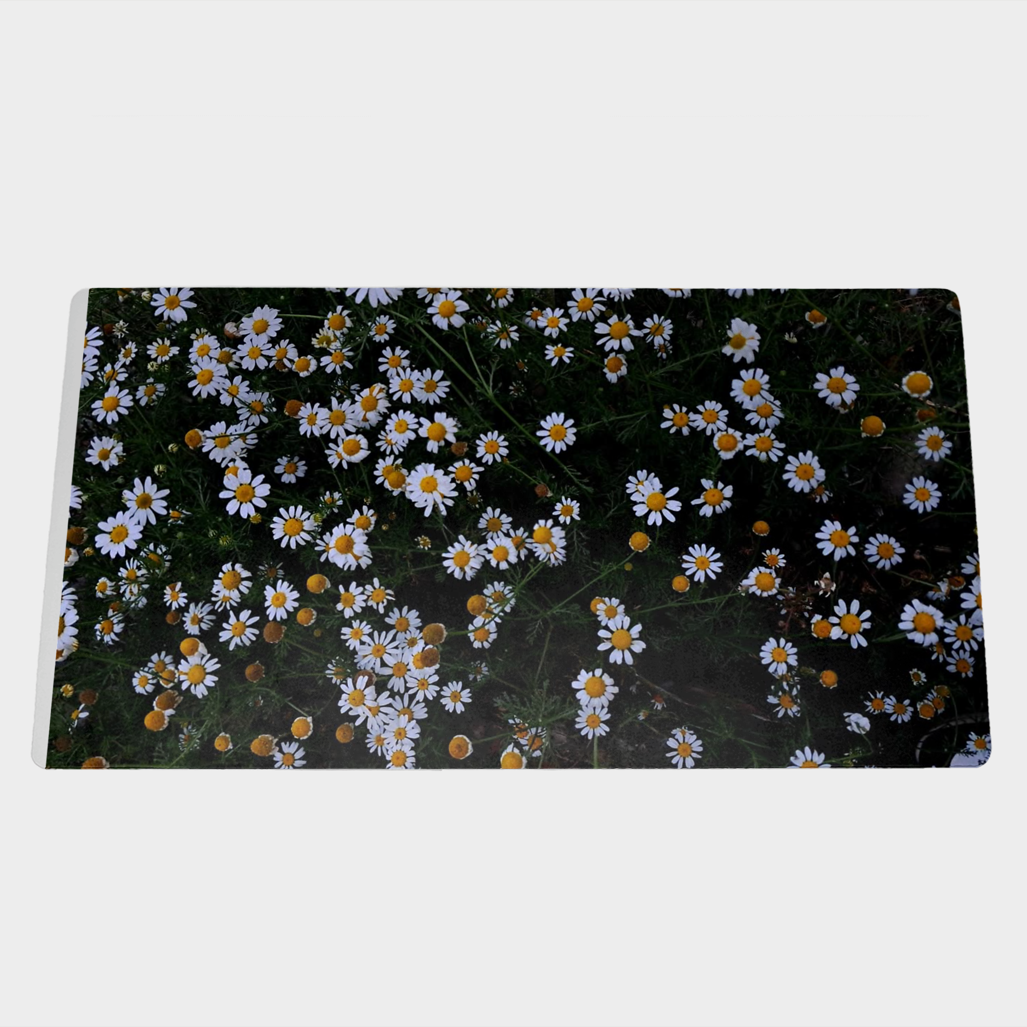 بابونهنمای ۳
